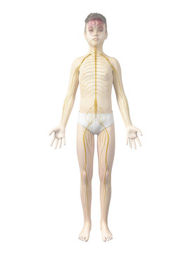 anatomy of a boy - the nervous system