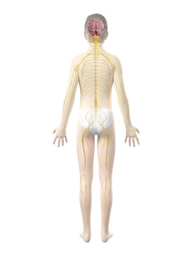anatomy of a boy - the nervous system