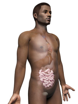 anatomy of an african american man - small intestine