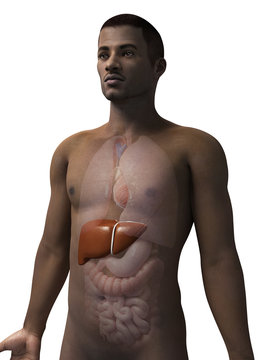 anatomy of an african american man - liver