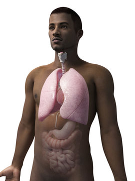 anatomy of an african american man - lung