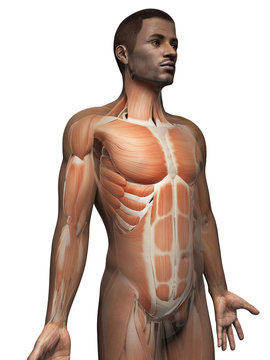 anatomy of an african american man - muscles