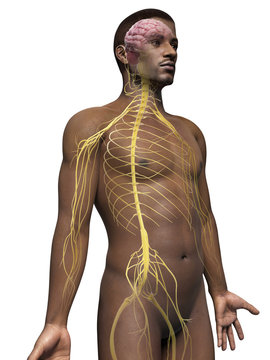 anatomy of an african american man - nerves