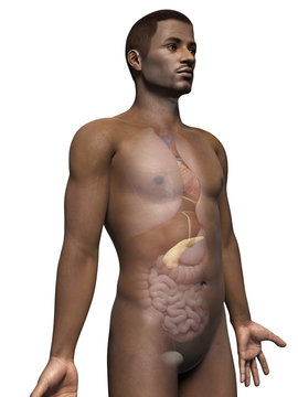 anatomy of an african american man - pancreas