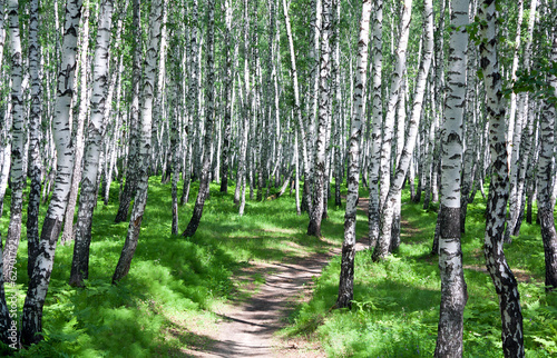 summer landscape with the forest