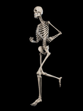 medical illustration - running skeleton