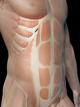 medical illustration of the male abdominal muscles