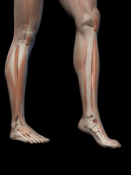 medical illustration of the male leg muscles