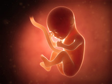 Medical Illustration Of A Human Fetus Month 5