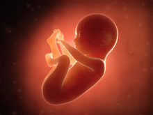 Medical Illustration Of A Human Fetus Month 6