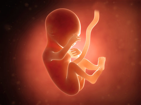 medical illustration of a human fetus month 5