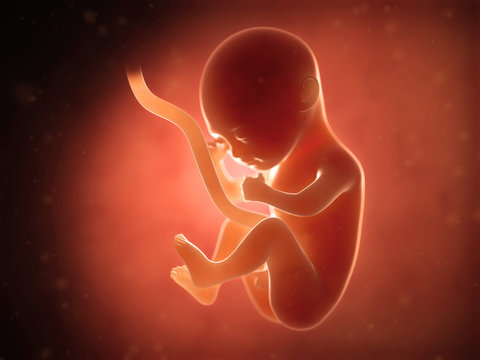 medical illustration of a human fetus month 5
