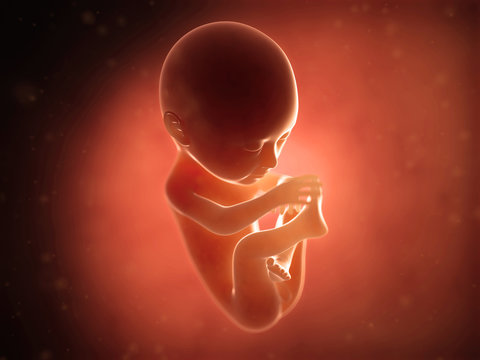 medical illustration of a human fetus month 6