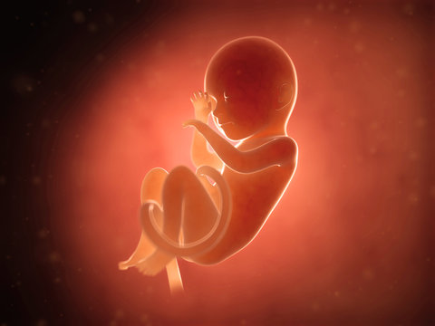 medical illustration of a human fetus month 7