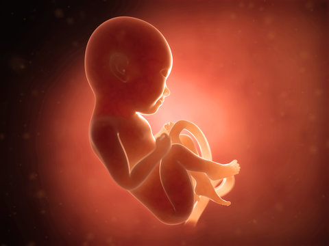 medical illustration of a human fetus month 8