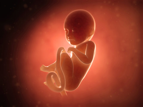 medical illustration of a human fetus month 8