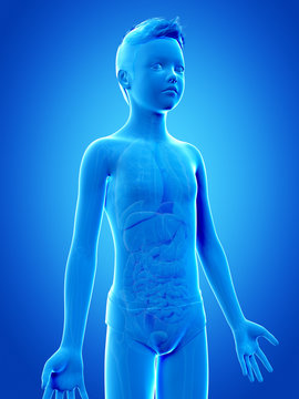 anatomy of a young boy - the organs