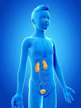 anatomy of a young boy - the urinary system