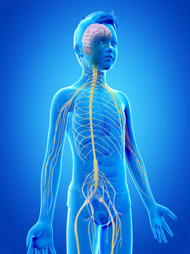 anatomy of a young boy - the nervous system