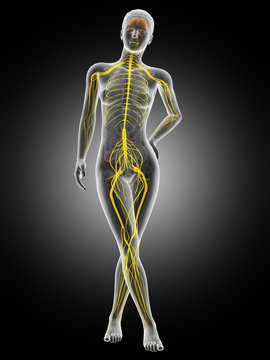 medical illustration of the female nervous system