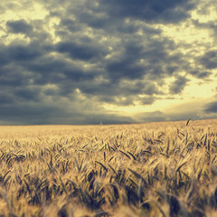 Wall Mural - Storm clouds gathering over a wheat field