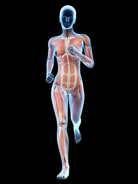 woman running - visible anatomy of the muscles