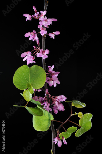 Fotografie, Obraz Redbud branch with leaves in spring season