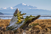 Snowy Owl In Boundary Bay , British Columbia, Canada, With Mt Baker In The Background