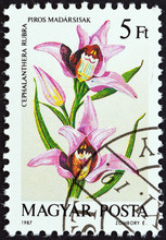 Cephalanthera Rubra Orchid (Hungary 1987)
