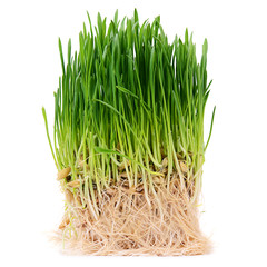 Green grass isolated on white background