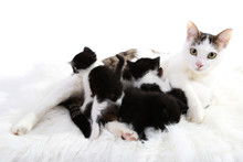 Cute Mother Cat And Little Kittens