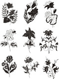 Fototapeta Storczyk - stylized black and white flower designs