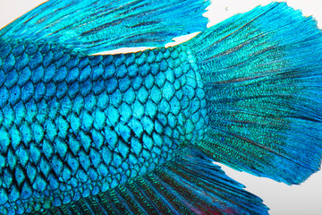 Wall Mural - Close-up on a fish skin - blue Siamese fighting fish