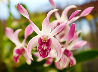 Fotomurales - Beautiful orchid - phalaenopsis