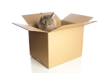 Pretty cat in cardboard box on white background