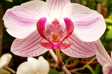 Fotomurales - Beautiful orchid - phalaenopsis