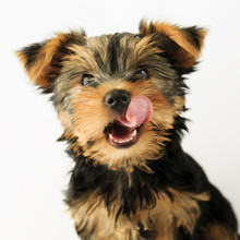 Yorkshire Terrier - Portrait Of A Cute Puppy