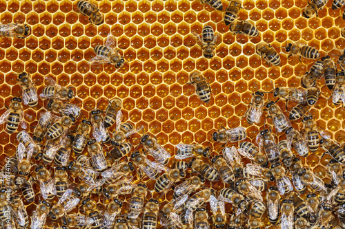 Nowoczesny obraz na płótnie Bees