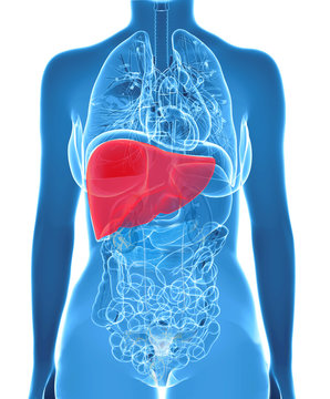 anatomy of human liver in x-ray view