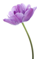 Wall Mural - tulip