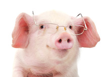 Portrait Of A Pig In Glasses