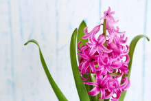 Beautiful Pink Hyacinth Flower On Color Wooden Background