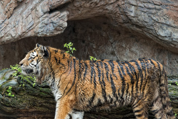 Canvas Print - A tiger ready to attack looking at you