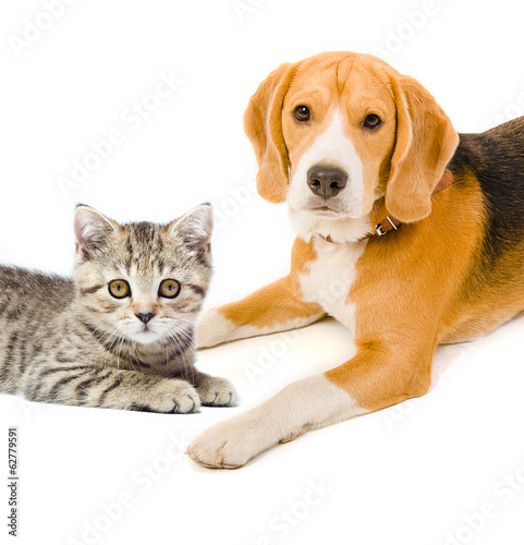 Naklejka ścienna Kitten Scottish Straight and beagle dog