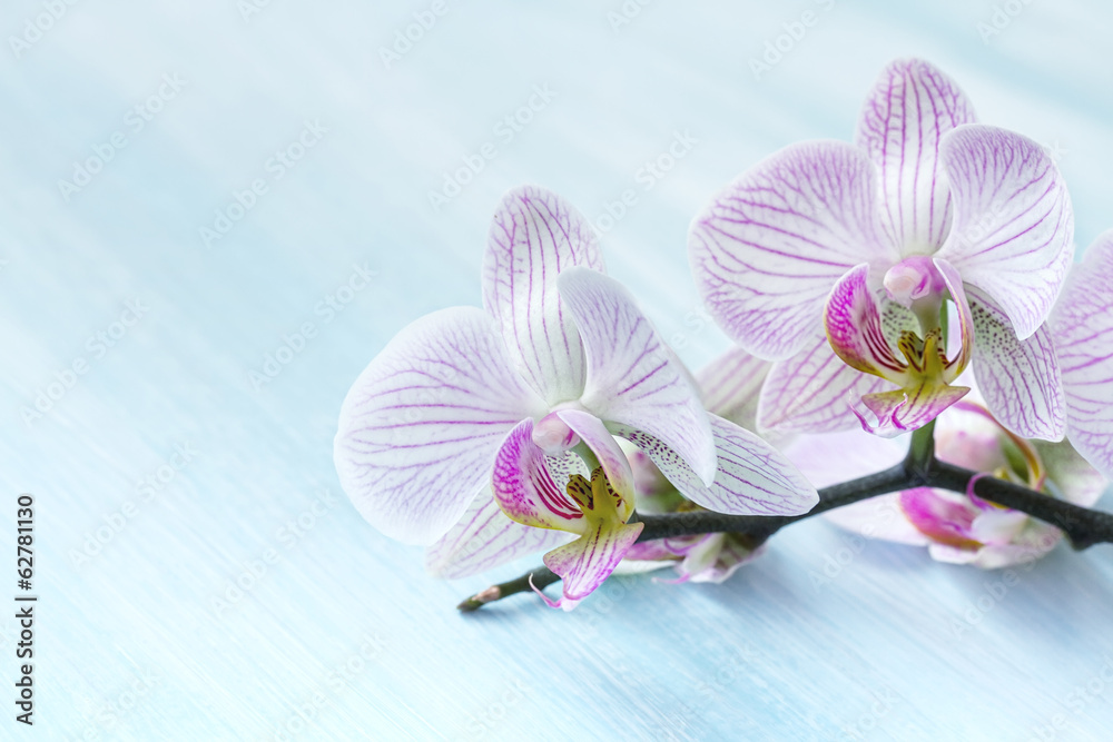 rozowa-orchidea-na-blekitnym-tle