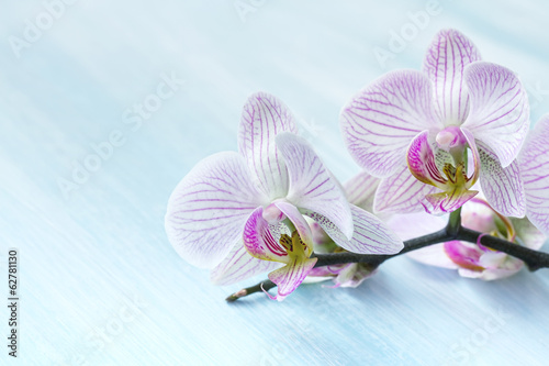 Naklejka dekoracyjna Pink orchid on a blue background