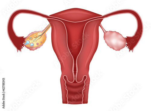 Naklejka - mata magnetyczna na lodówkę Uterus and follicular development in ovaries, ovulation