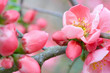 Spring flowers with pink blossom