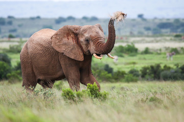 Wall Mural - african elephant