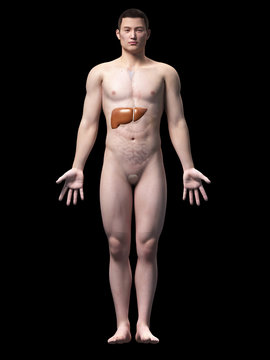 illustration of the liver of an asian male guy